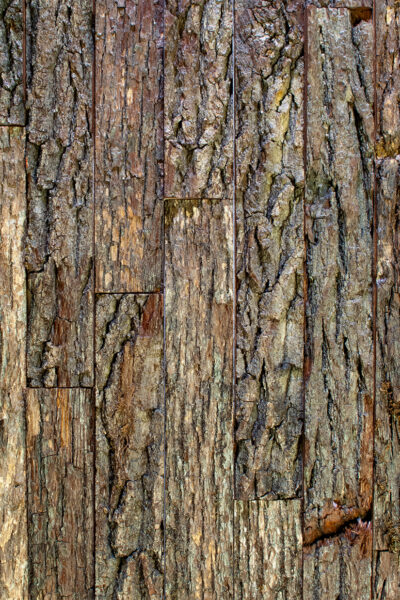 Nature Brut | Mural
