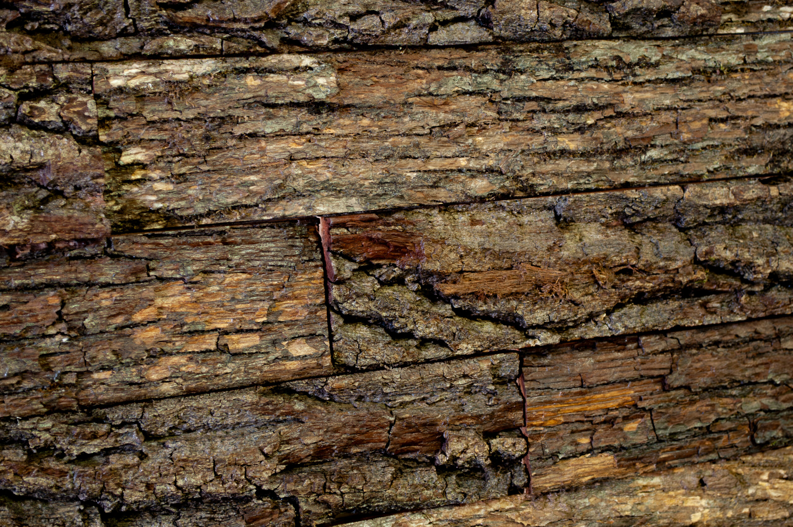 Nature Brut | Mural – Image 3