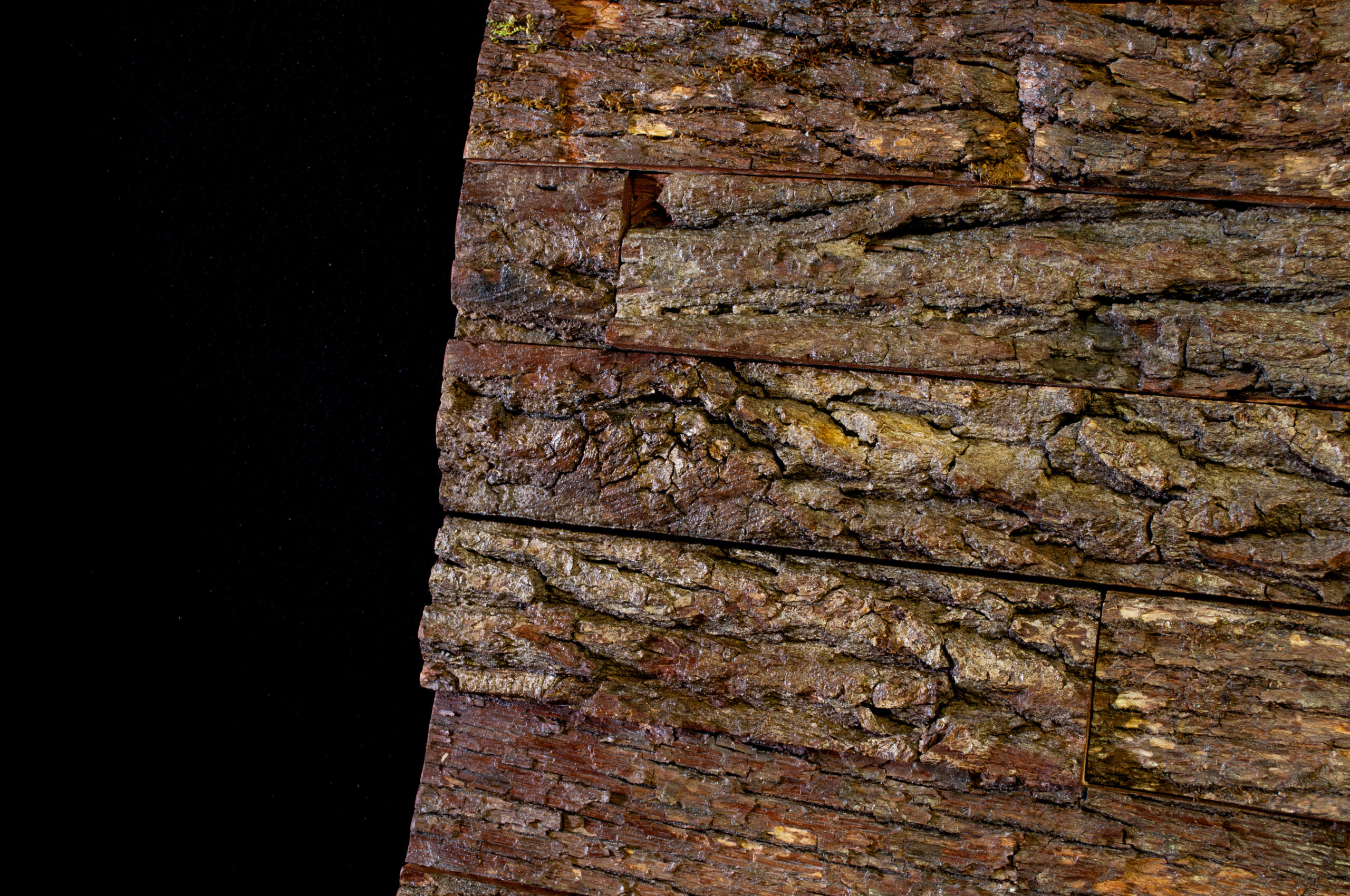 Nature Brut | Mural – Image 7