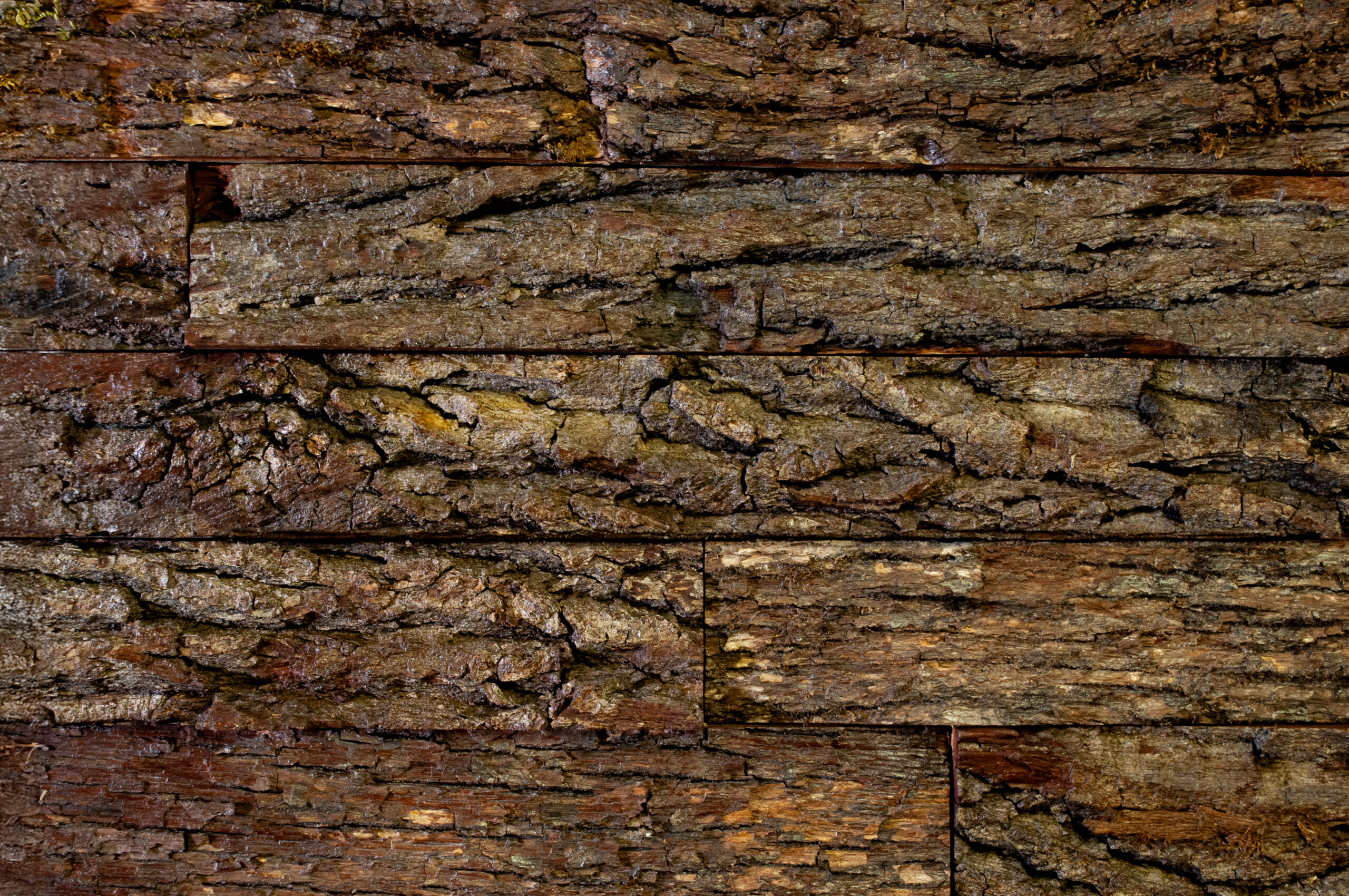 Nature Brut | Mural – Image 6