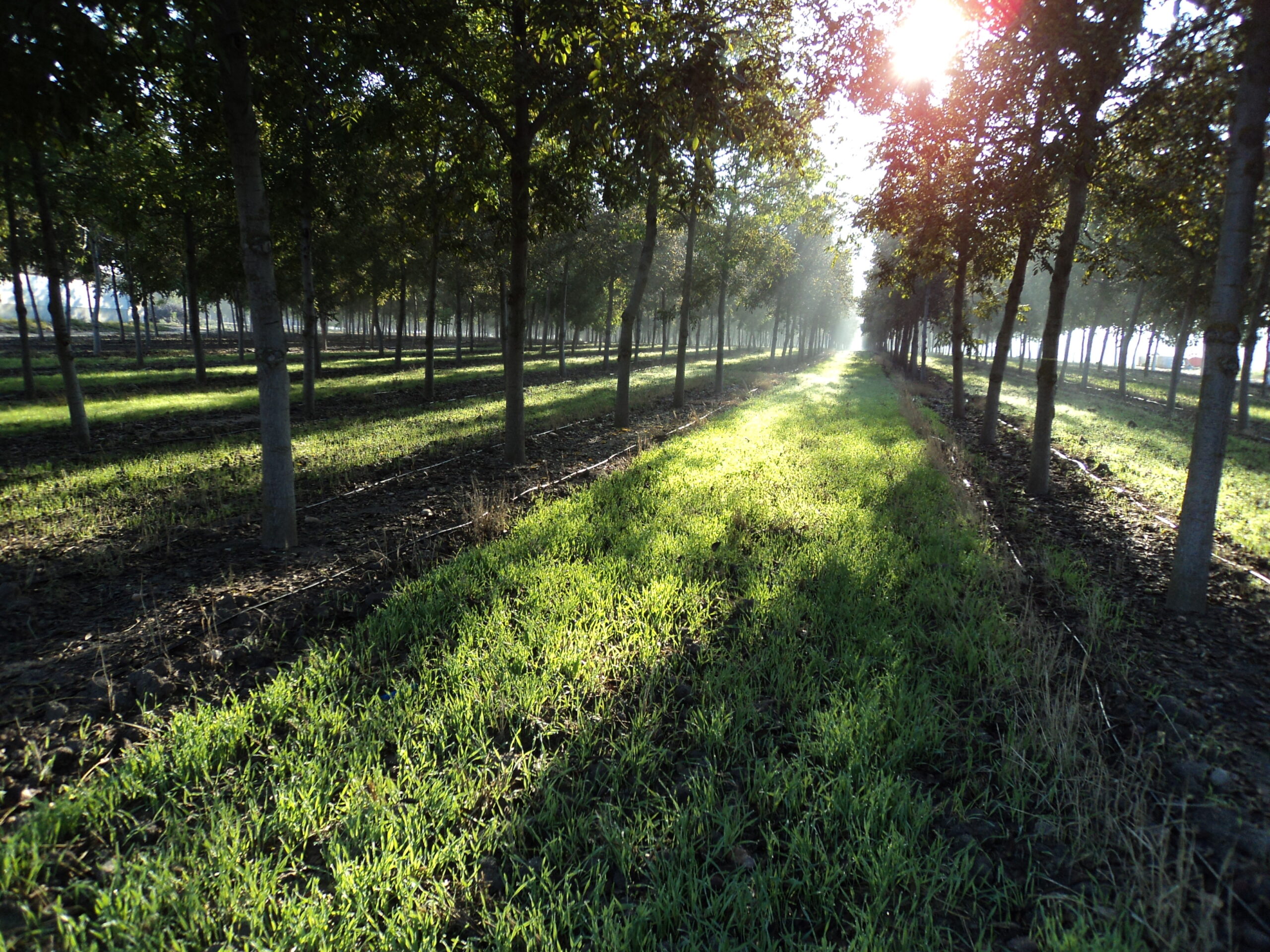 Investissement plantation